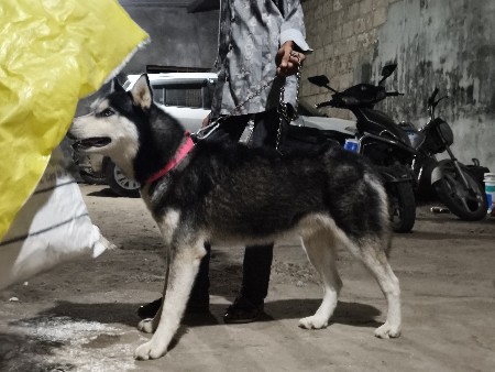 હસ્કી કુતરો બેસવા નો હે🐶