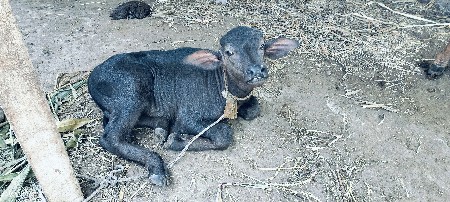 થંબનેલ 3