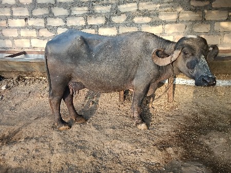 થંબનેલ 2