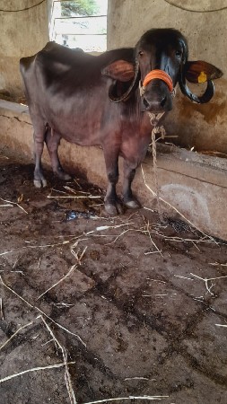 બીજું વેતર વાણી સે નીસેપાડી એકમનો