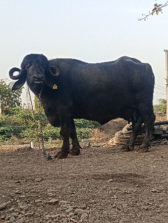 થંબનેલ 2