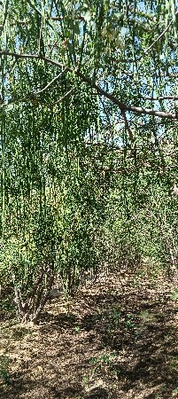 थंबनेल 2