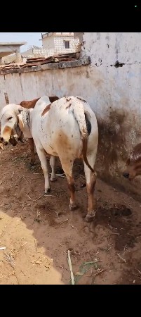 ગાય. વેચવાની છે,