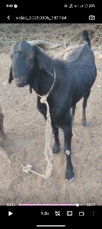 2 બોકડા વેચવાના છે