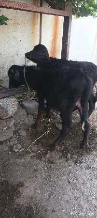 થંબનેલ 3