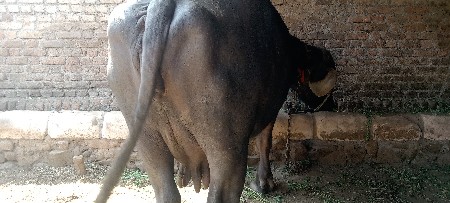 થંબનેલ 2