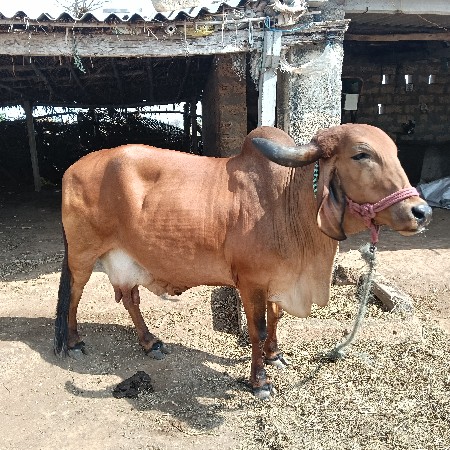 થંબનેલ 2