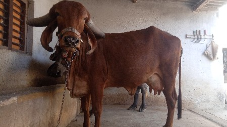 ગીરગાય વેચવાની છે