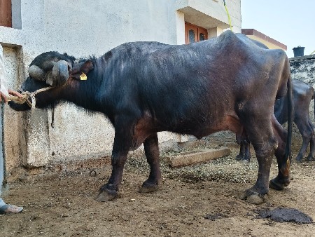 ભેસ વેચવાની છે