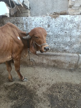 થંબનેલ 2