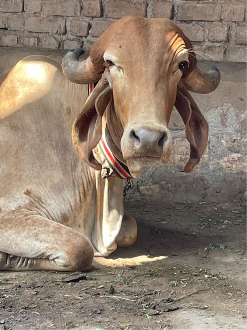 2 વેતર ગાય