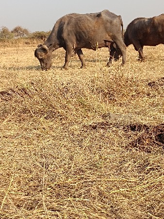 આ ભેંસ વેચવાની છે