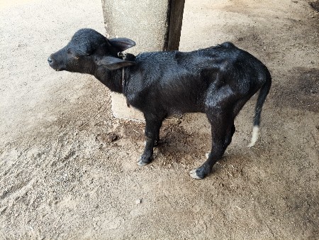 થંબનેલ 3