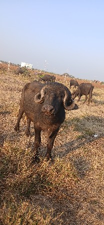 થંબનેલ 3