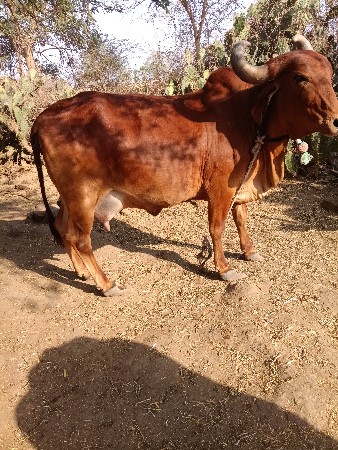 થંબનેલ 2