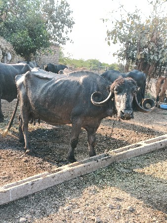 ભેંસ વેચવાની છે