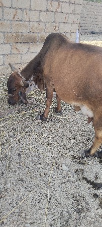 ગાય વેચવાની છે