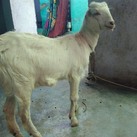 થંબનેલ 3