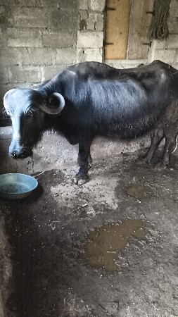 थंबनेल 2