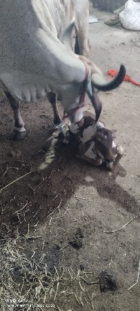 થંબનેલ 2