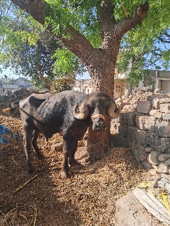 थंबनेल 4