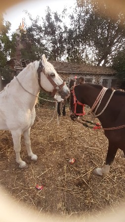 ઘોડી વેચવાની છે