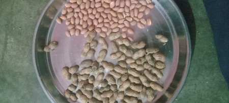 ગિરનાર ૪ મગફળી