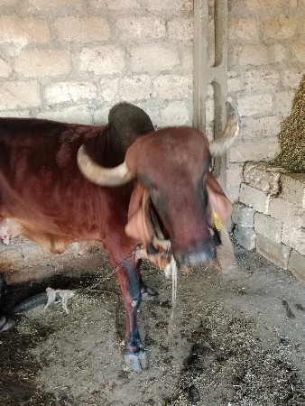 थंबनेल 2