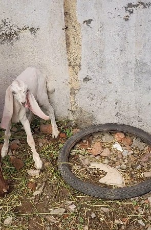 થંબનેલ 3