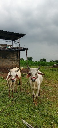 ગોડલા છે