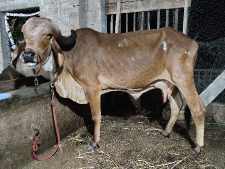 થંબનેલ 2