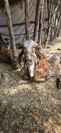 gir vashdi dhori kabri