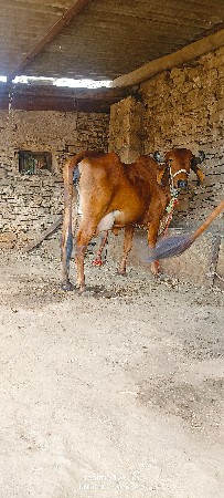 ગાય વેચવાની છે