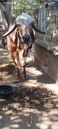 ગીર ગાય વેચવાની છે