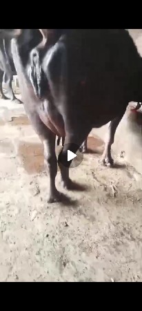 थंबनेल 3