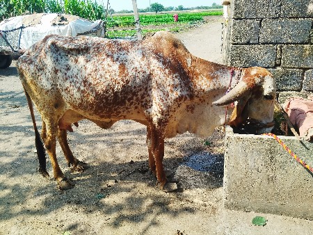 थंबनेल 3