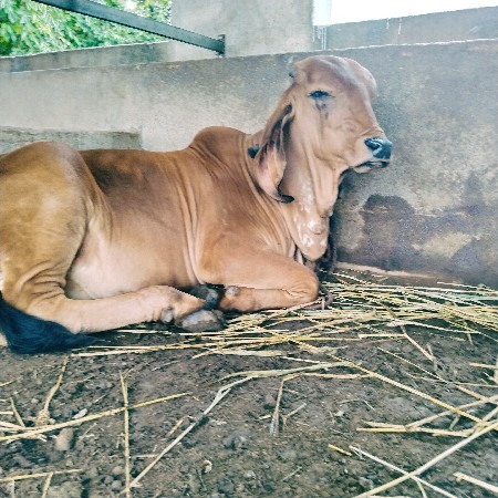 થંબનેલ 2