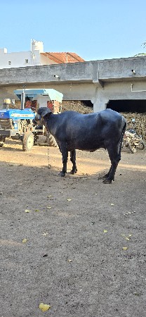 થંબનેલ 6