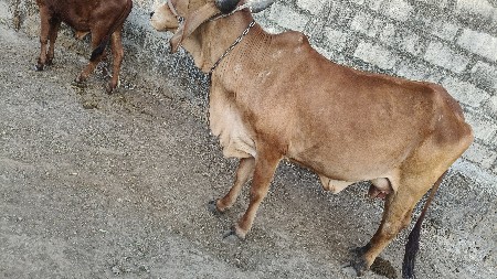 આ ગાય વેચવાની છે
