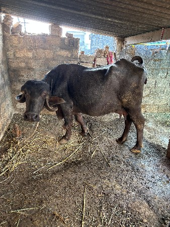 4 ભેંસ વેચવાની છે