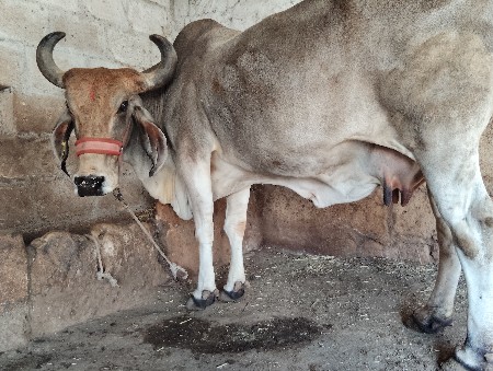 15 દિવસની વાર છે વિશાવાની