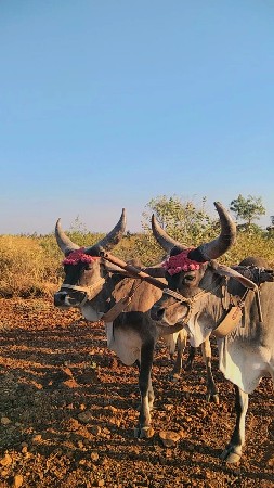વેશવાનાછે