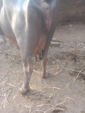 थंबनेल 3