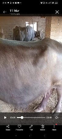 થંબનેલ 3