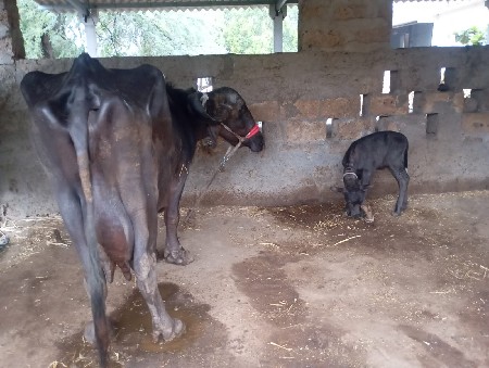 થંબનેલ 2