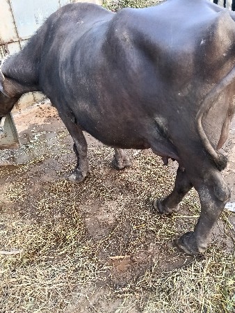 જયરાજભાઇ માંકડ 6352237745