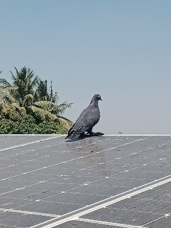 આ માદીના છાંટા કરવાનું છે