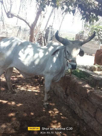 ગૉધલૉ વૅશવાનૉછૅ