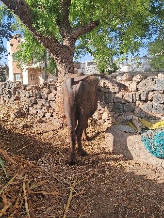 थंबनेल 6