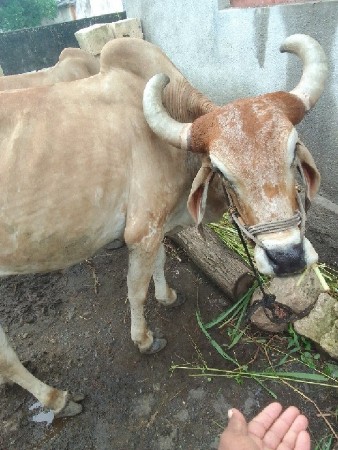 બળદ વેચવાના છે